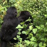 3 Day Gorilla Trek at Bwindi National Park via Kigali - Why This Tour Offers Great Value