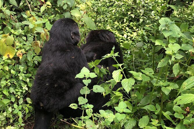 3 Day Gorilla Trek at Bwindi National Park via Kigali - Why This Tour Offers Great Value