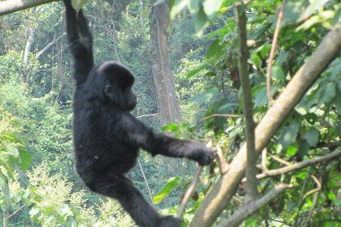 3-Day Gorilla Trekking Budget Safari in Uganda - What Past Travelers Say