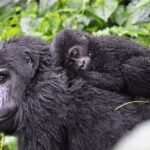 3-Day Gorilla Trekking Bunyonyi Mist Relaxation Safari - What Travelers Say About the Experience
