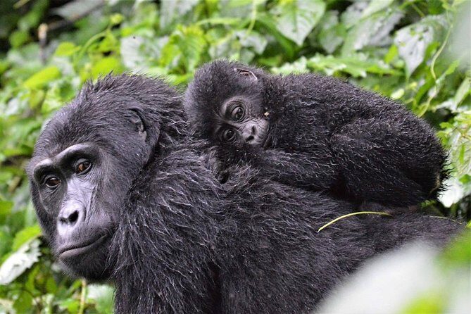3-Day Gorilla Trekking Bunyonyi Mist Relaxation Safari - What Travelers Say About the Experience