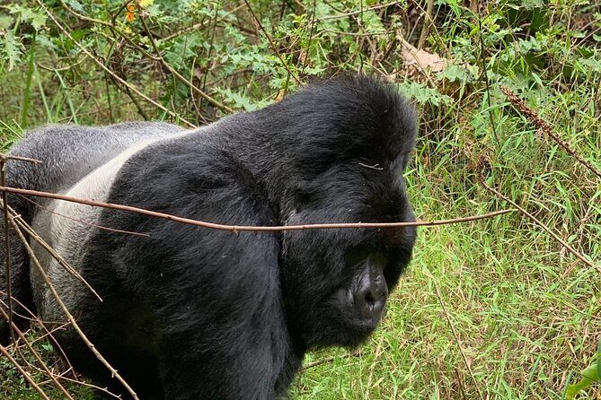 3 Day Gorilla Trekking Luxury Safari in Uganda - The Value of the Tour