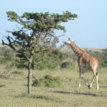 3-Day Group Safari in Masai Mara with Pick Up - What’s Included and Why It Matters
