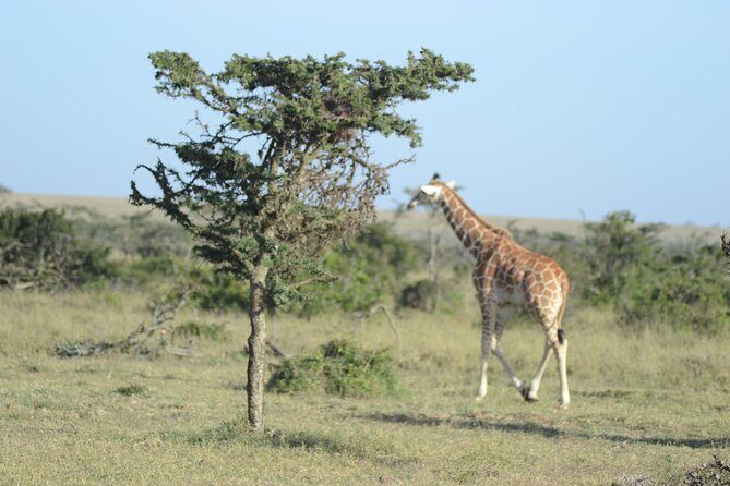 3-Day Group Safari in Masai Mara with Pick Up - What’s Included and Why It Matters