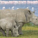 3 Day Hluhluwe Game Reserve & Isimangaliso wrtlands from Durban - Authentic Experiences and Expert Guidance