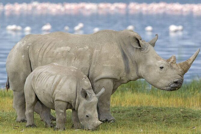 3 Day Hluhluwe Game Reserve & Isimangaliso wrtlands from Durban - Authentic Experiences and Expert Guidance