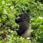 3 Day Kalinzu Chimp Trek and Uganda Gorilla Tour - What’s included and what to consider