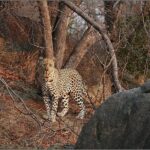3 Day Kruger National Park and Crocodile River Safari - What Makes This Tour Stand Out?