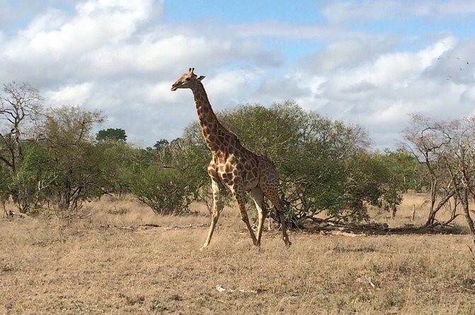 3-Day Kruger National Park Private Safari from Johannesburg - Day 3: Scenic Stops and Return to Johannesburg