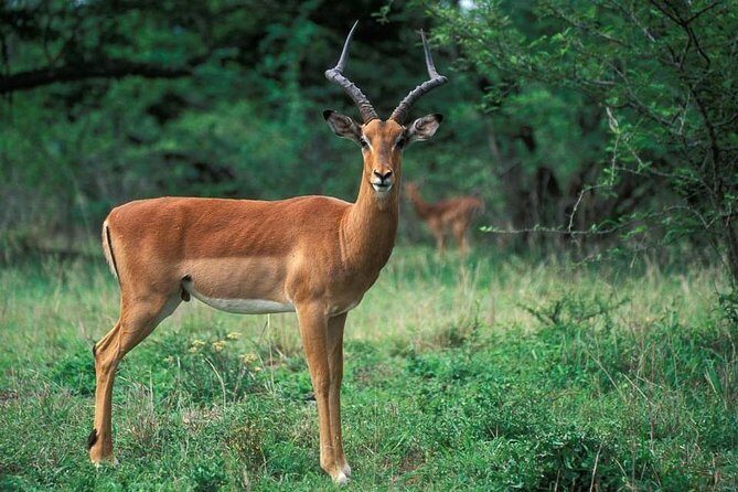 3 Day Kruger National Park Safari from Johannesburg Tour - Authentic Experiences from Travelers