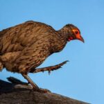 3 Day Kruger National Park Safari & Panorama Route - Scenery, Wildlife, and Photography Opportunities