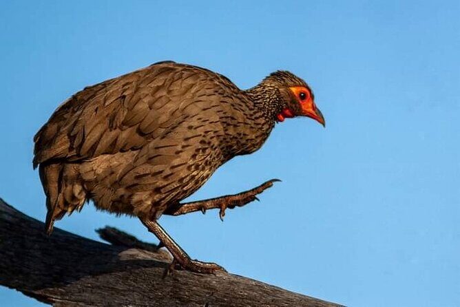 3 Day Kruger National Park Safari & Panorama Route - Scenery, Wildlife, and Photography Opportunities
