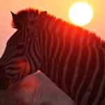 3 Day Kruger National Park tour - The Accommodation & Meals: Comfort Meets Simplicity