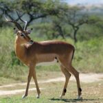 3-Day Luxury Safari Private Tour Tarangire and Ngorongoro - Day 1: Easy Arrival and Relaxation in Arusha