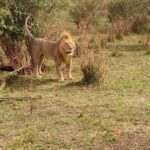 3 day maasai mara budget Camping Group safari - Wildlife Sightings and Guide Expertise
