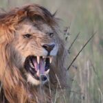 3-Day Maasai Mara Group Joining Safari - Final Thoughts: Is This Safari Right for You?