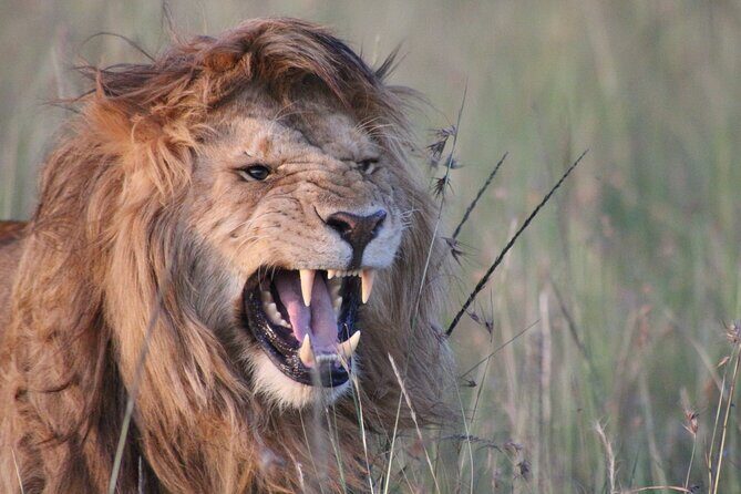 3-Day Maasai Mara Group Joining Safari - Final Thoughts: Is This Safari Right for You?