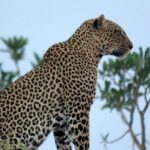 3-Day Maasai Mara Guided Safari From Nairobi - What Makes This Safari Stand Out?