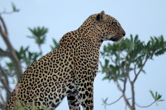 3-Day Maasai Mara Guided Safari From Nairobi - What Makes This Safari Stand Out?