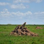 3-Day Manyara, Tarangire and Ngorongoro Crater - The Practicalities: What’s Included and What’s Not