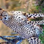 3-Day Masai Mara and Naivasha Hell's Gate National Park-Safari - In-Depth Breakdown of the Safari Experience