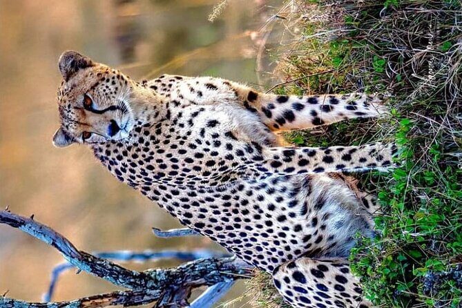 3-Day Masai Mara and Naivasha Hell's Gate National Park-Safari - In-Depth Breakdown of the Safari Experience