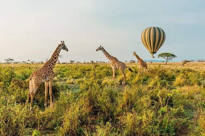3-Day Masai Mara Budget Camping Safari - What’s Included and What to Keep in Mind