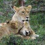 3 Day Masai Mara Budget Joining Safari on 4×4 - Daily Departures - Practical Details That Matter