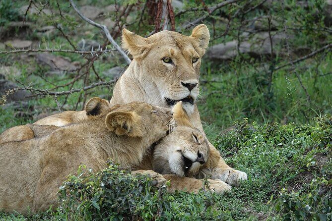 3 Day Masai Mara Budget Joining Safari on 4×4 - Daily Departures - Practical Details That Matter