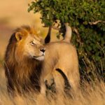 3 DAY MASAI MARA BY AIR (from nairobi) (MINIMUM 2 PAX) - Guides, Wildlife, and Authentic Encounters