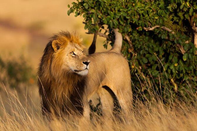 3 DAY MASAI MARA BY AIR (from nairobi) (MINIMUM 2 PAX) - Guides, Wildlife, and Authentic Encounters