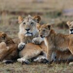 3-Day Masai Mara Group Joining Safari Adventure - What Sets This Tour Apart?