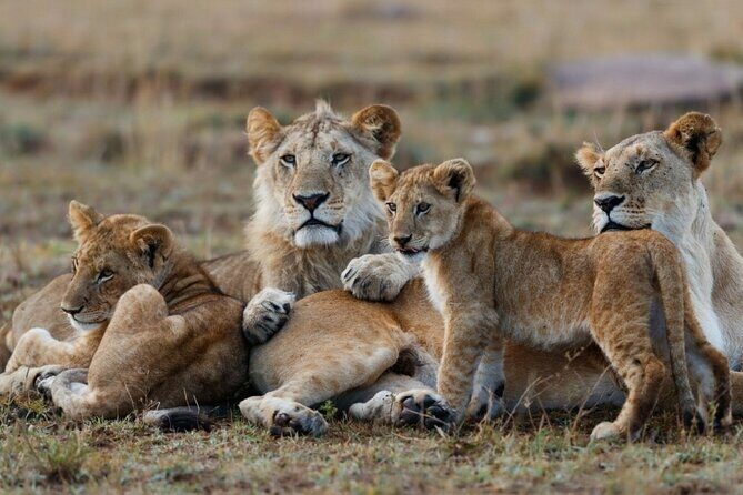 3-Day Masai Mara Group Joining Safari Adventure - What Sets This Tour Apart?