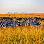 3-Day Masai Mara Jeep Safari - What Makes This Safari Stand Out?
