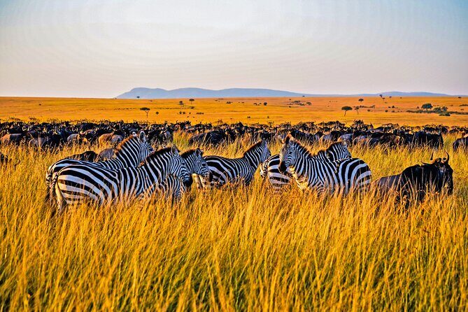 3-Day Masai Mara Jeep Safari - What Makes This Safari Stand Out?