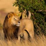 3-Day Masai Mara Luxury Safari - The Price and Its Value