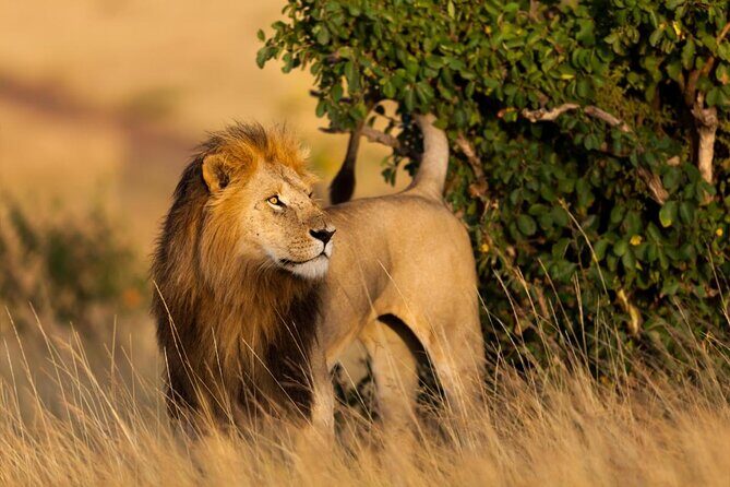 3-Day Masai Mara Luxury Safari - The Price and Its Value