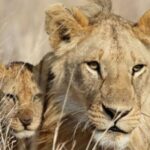 3-Day Masai Mara Private Luxury Safari - Authentic Insights from Reviews