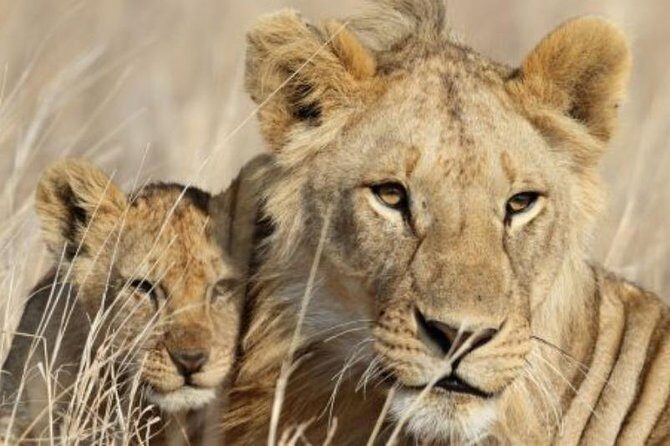 3-Day Masai Mara Private Luxury Safari - Authentic Insights from Reviews