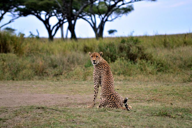 3-day Masai Mara Safari Tour to see the big five and wildebeest migration - What Sets This Safari Apart?