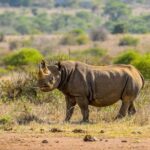3-Day Masai Mara Wildebeest Migration 2025 - What Makes This Tour Stand Out?