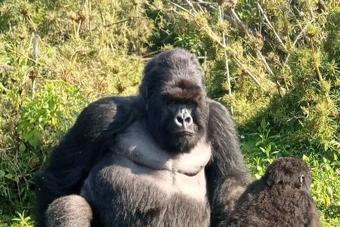 3 Day Mgahinga Mountain Gorilla Trek. - Day 2: Gorilla Trekking in Mgahinga