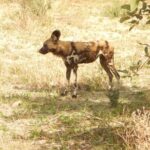 3-Day Moremi Game Reserve- by Walking Stick Safaris - What to Expect from the 3-Day Moremi Safari