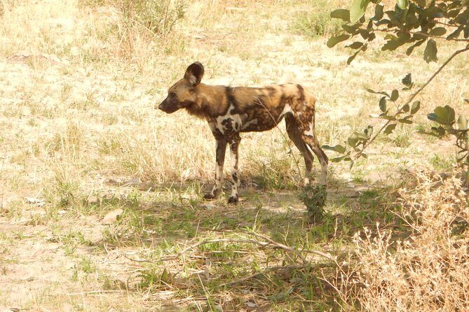 3-Day Moremi Game Reserve- by Walking Stick Safaris - What to Expect from the 3-Day Moremi Safari