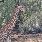 3 Day Moremi Safari - Authentic Wildlife Encounters and Cultural Touches