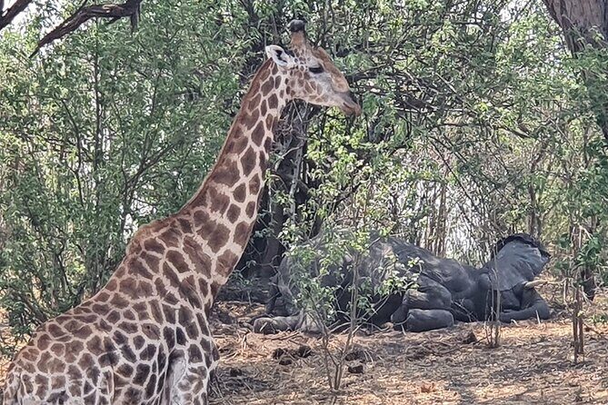 3 Day Moremi Safari - Authentic Wildlife Encounters and Cultural Touches