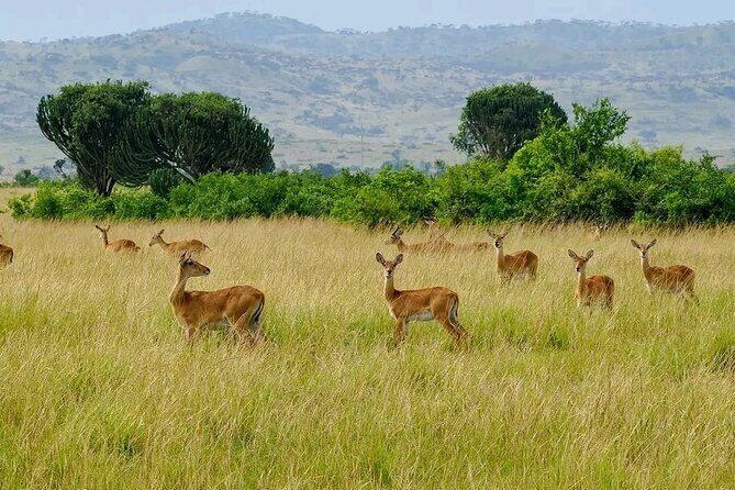 3 Day Murchison Falls' BIG 5 and Wildlife viewing Safari - What Makes This Tour Stand Out?
