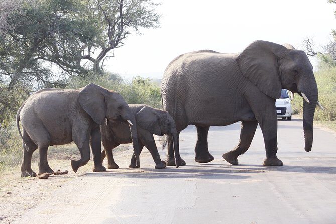 3 day Private Authentic Kruger Park Safari Experience - The Realistic View: Pros and Cons