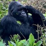 3-Day Private Guided Gorilla Trekking Uganda and Batwa Experience - The Experience: What Really Sets It Apart