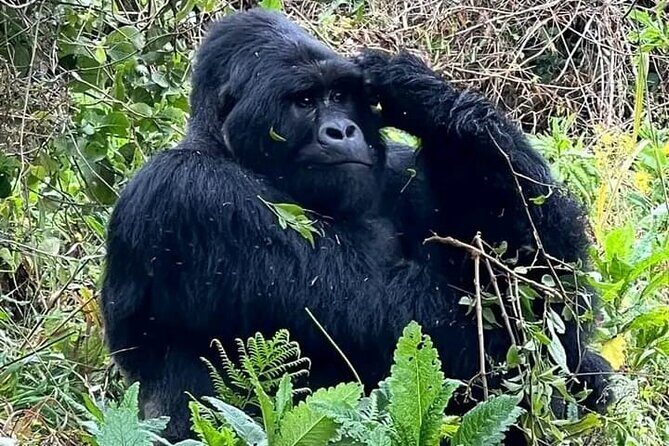 3-Day Private Guided Gorilla Trekking Uganda and Batwa Experience - The Experience: What Really Sets It Apart